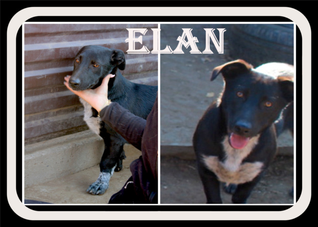 Elan