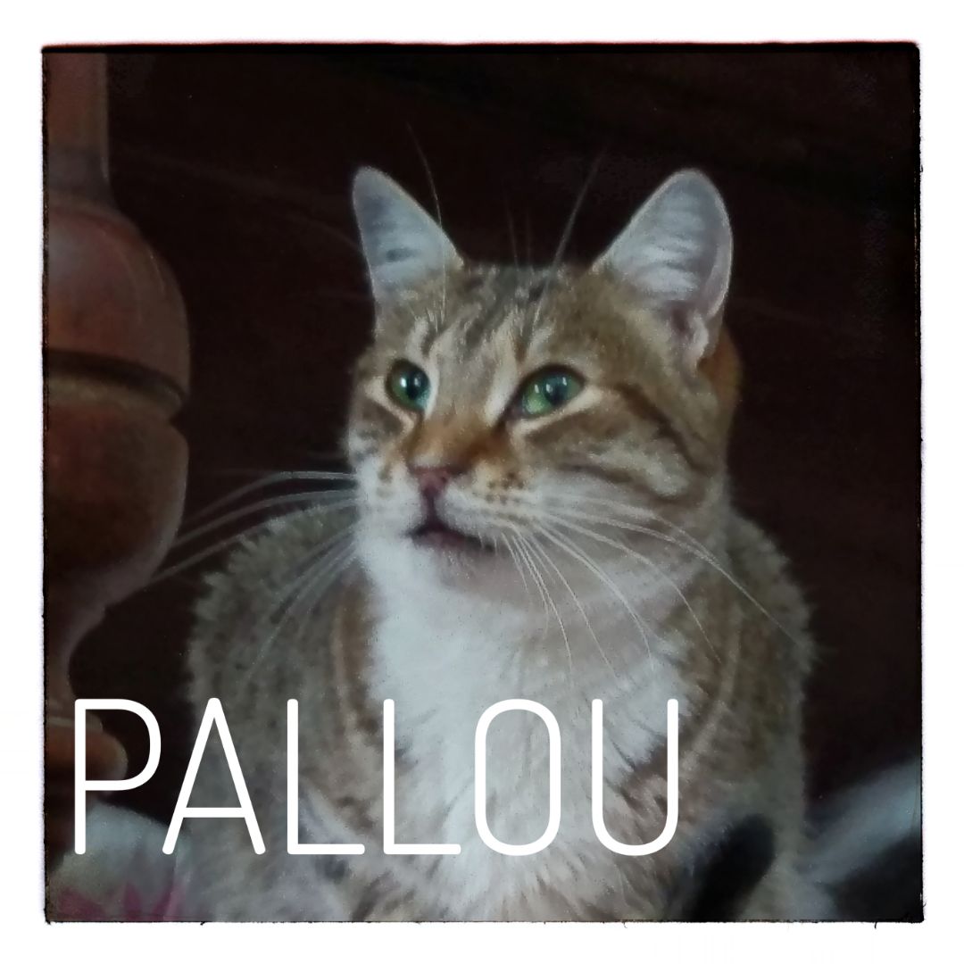 Pallou