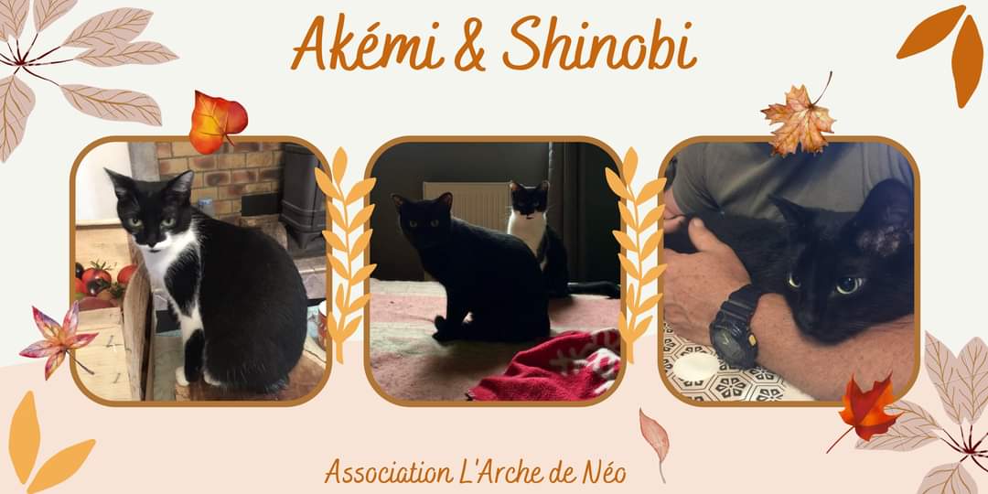 Akémi et shinobi