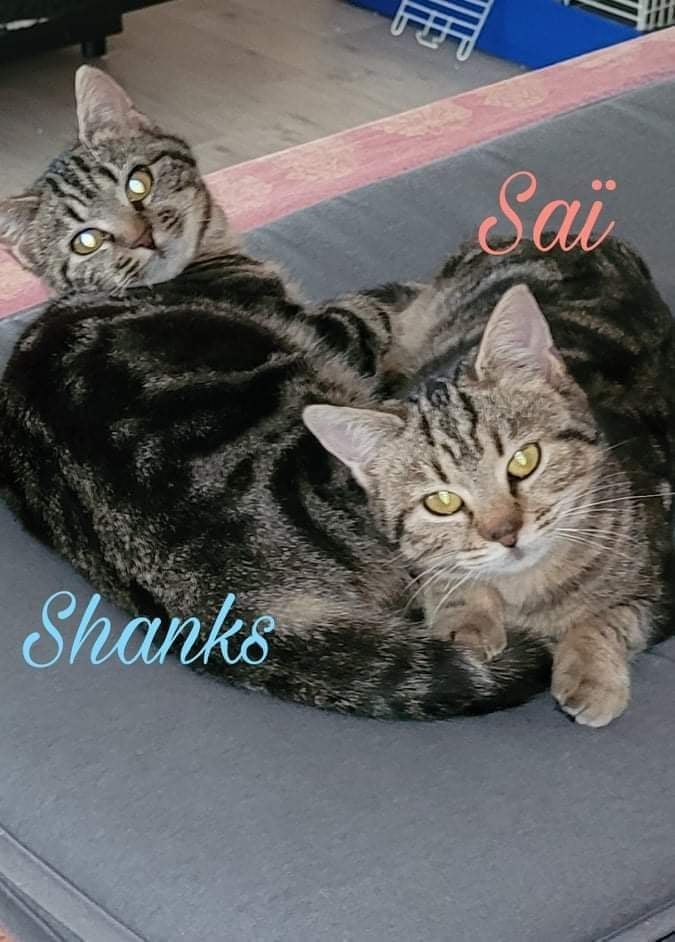 Saï & shanks