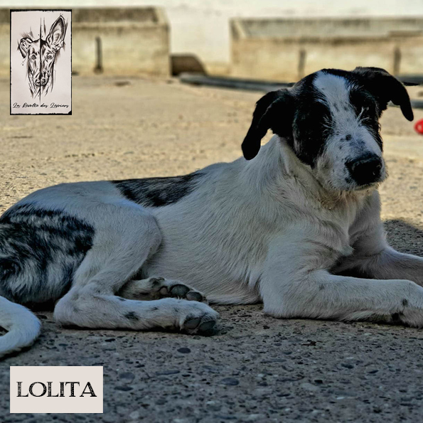 Lolita