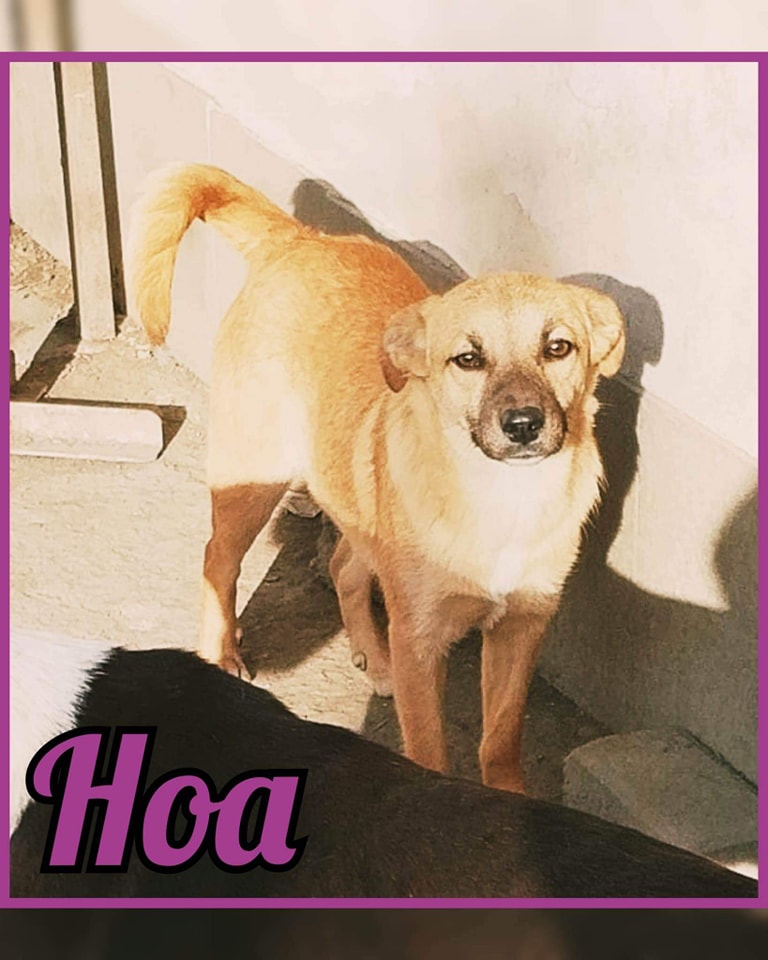 Hoa