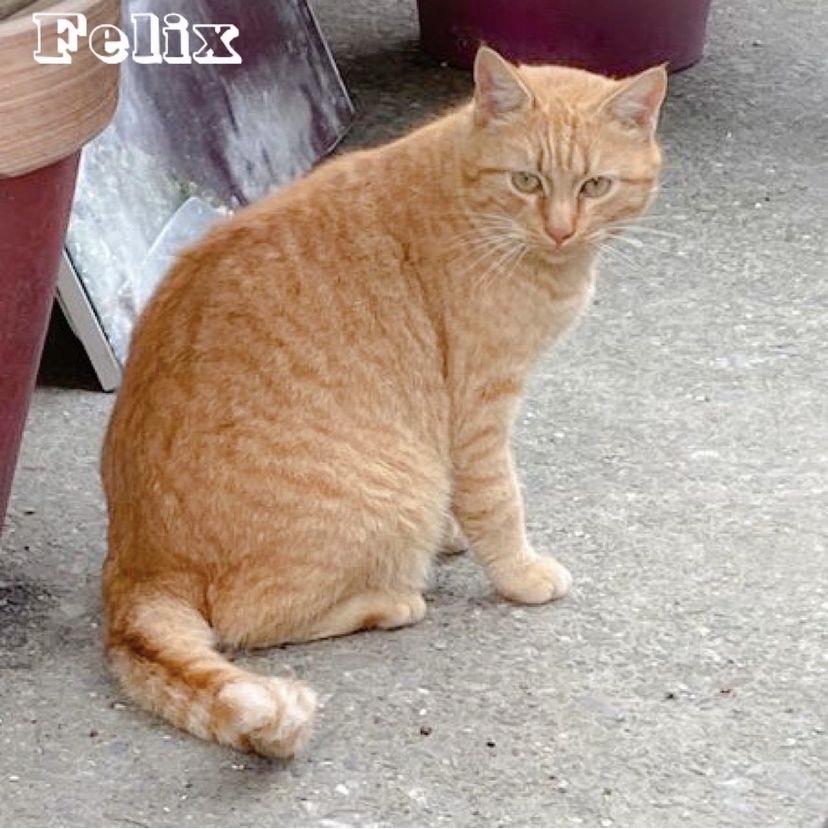 Félix 