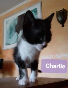 Charlie