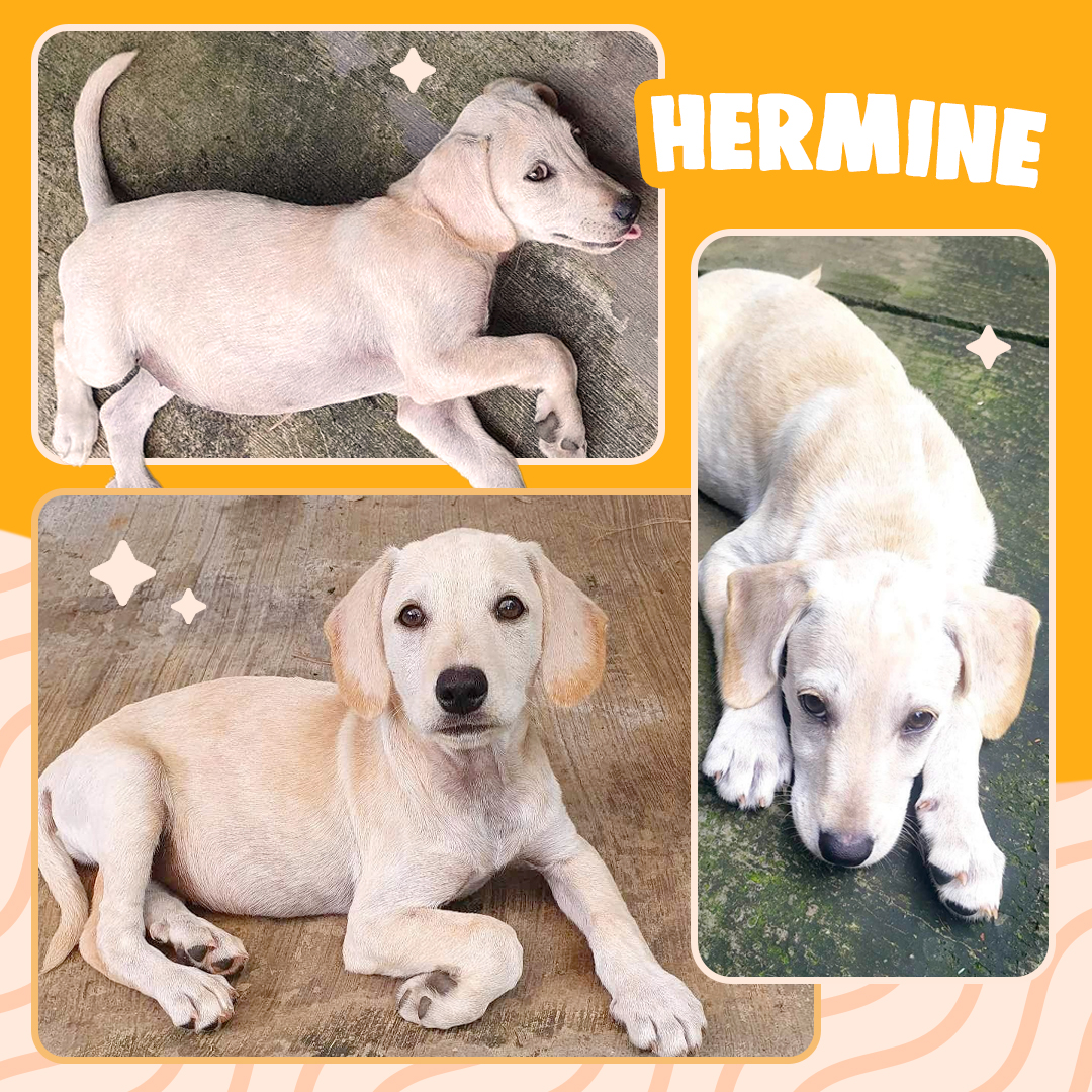 Hermine