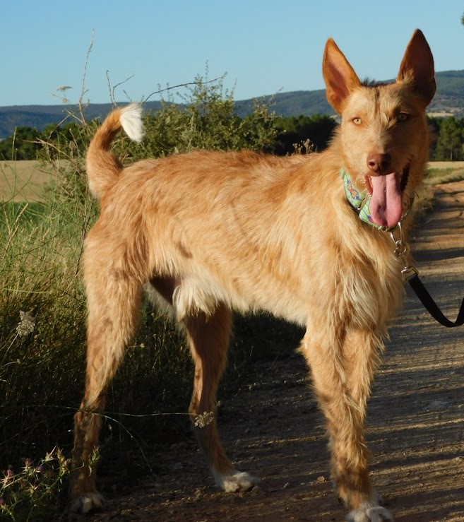 SIRIO, un Podenco de toute beauté et très intelligent