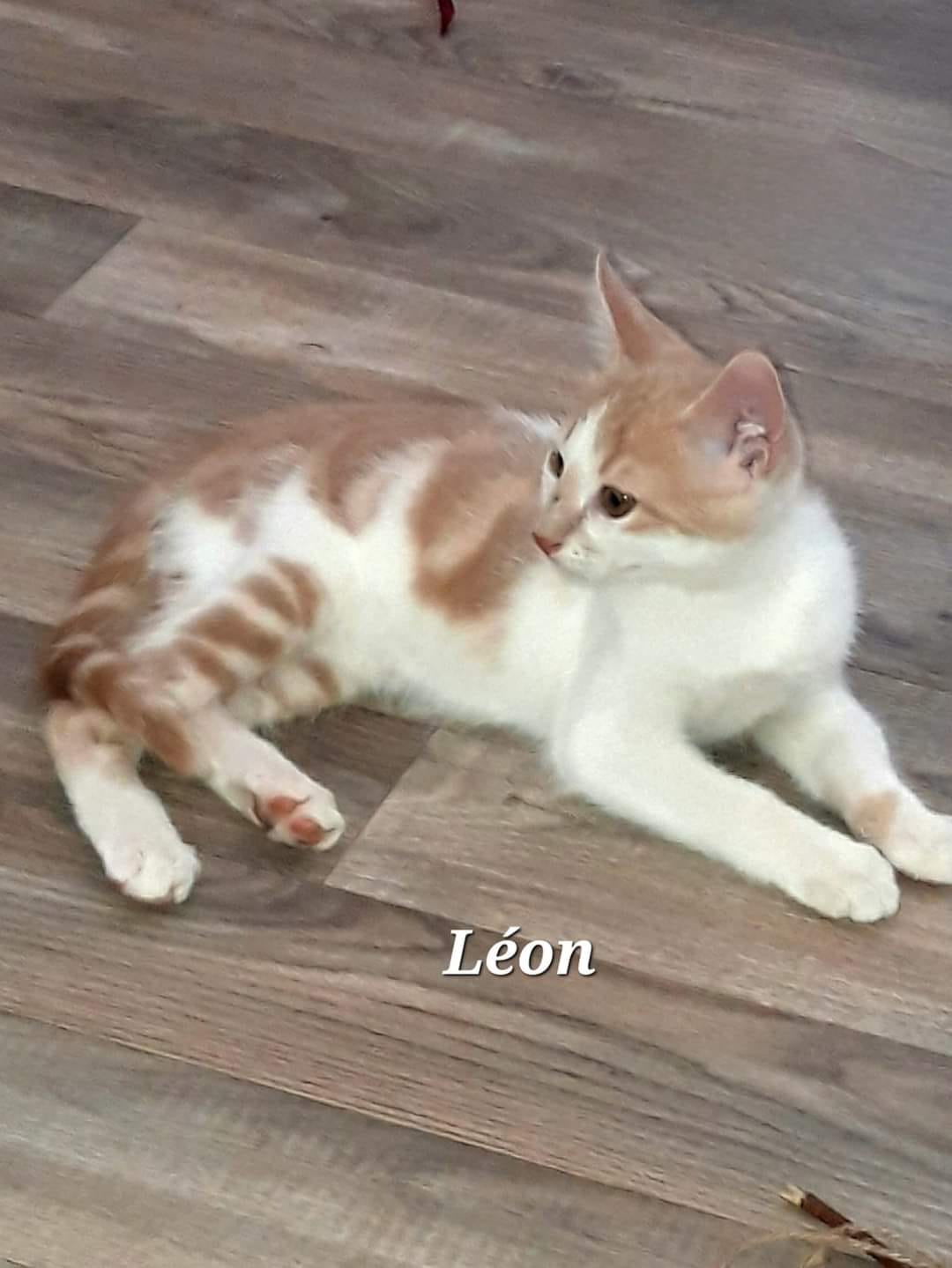 Léon