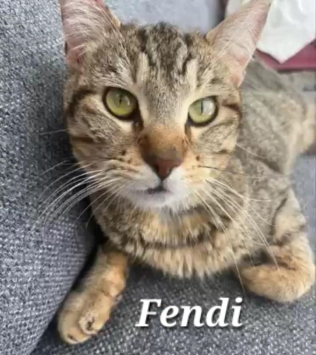 FENDI