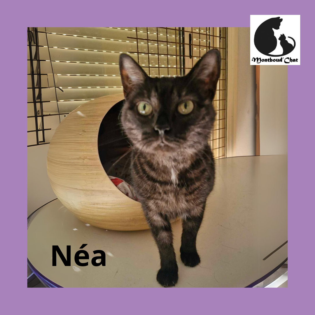 Néa