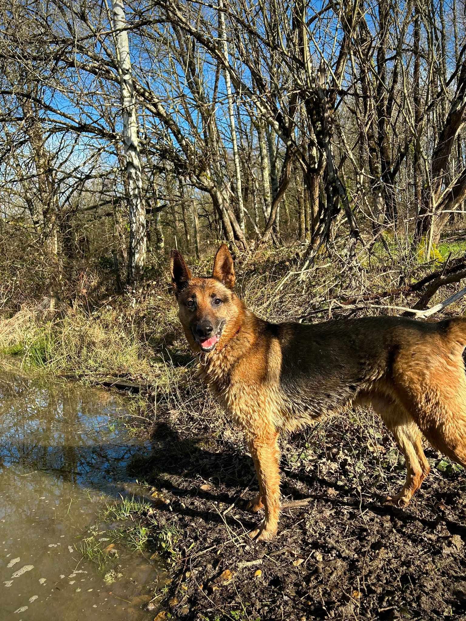 Chico dans le 45 