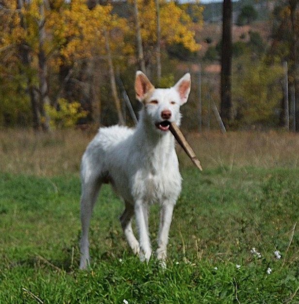 ASCUA, beau, athlétique et affectueux Podenco blanc à l'adoption