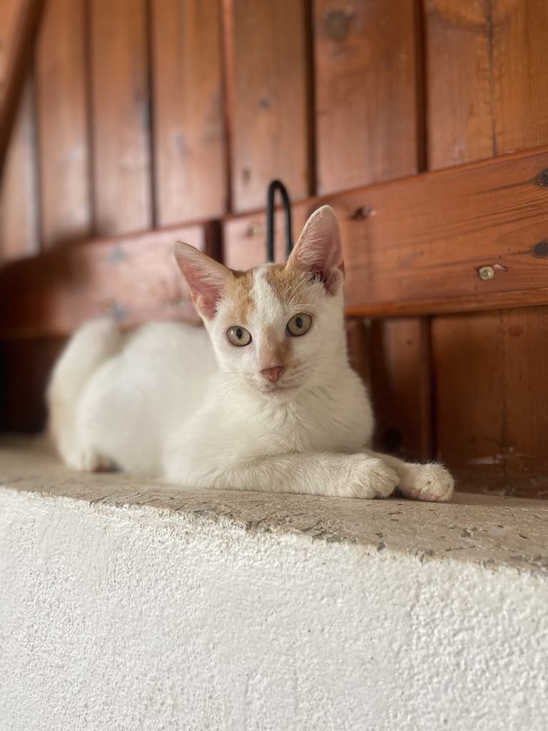 BRANDY, chaton mâle Croisé Européen  né le 23/10/2024 🥰