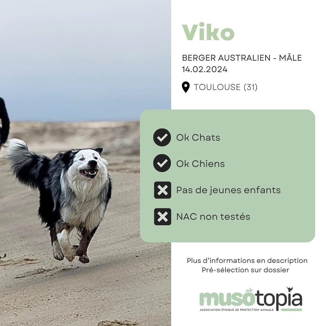 VIKO