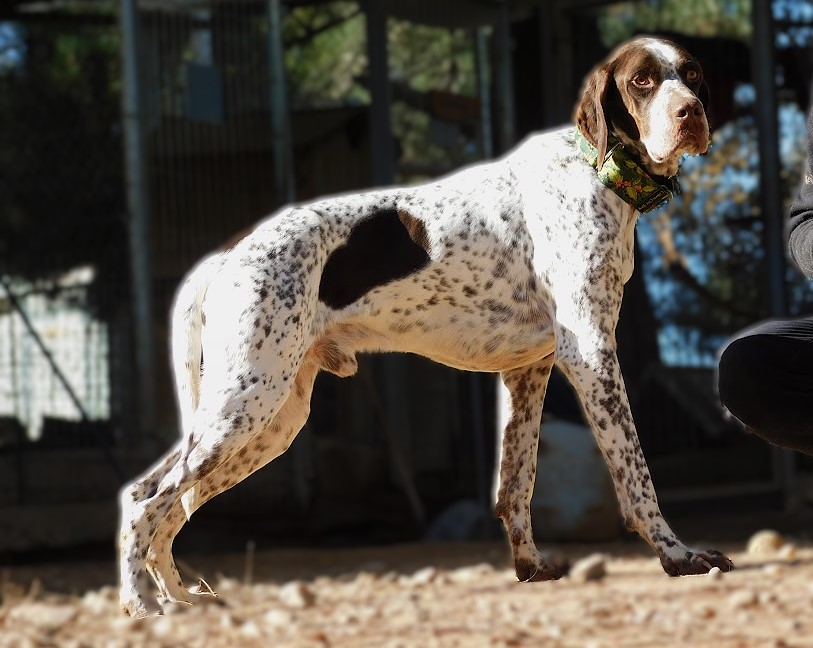 AZOR, Magnifique croisé Braque/Pointer, gentil et doux