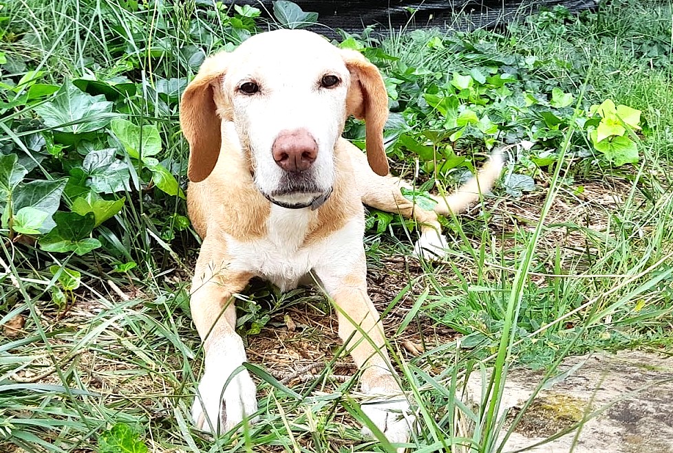 Neri petite sénior un peu particulière en DON LIBRE