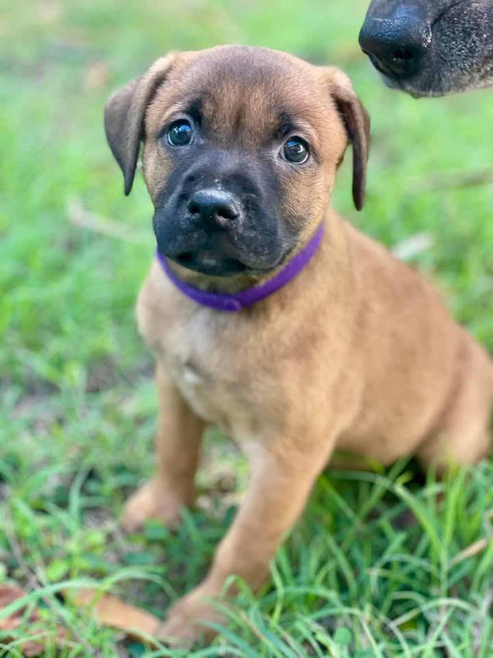 Anouchka, femelle croisée berger, née le 15/12/2024 🐶