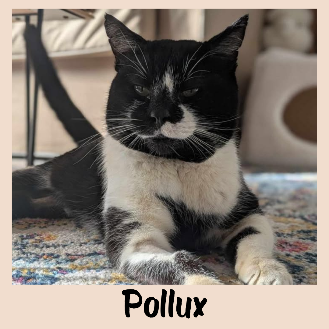 Pollux