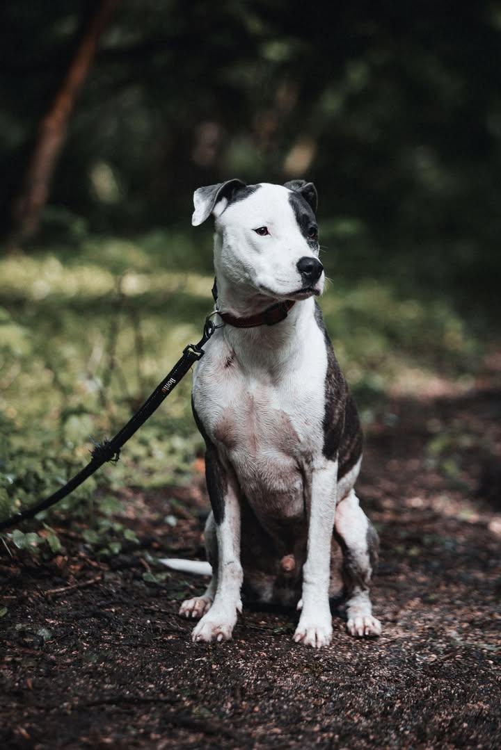 Marley, mâle croisé berger, né le 22/05/2021 🐶