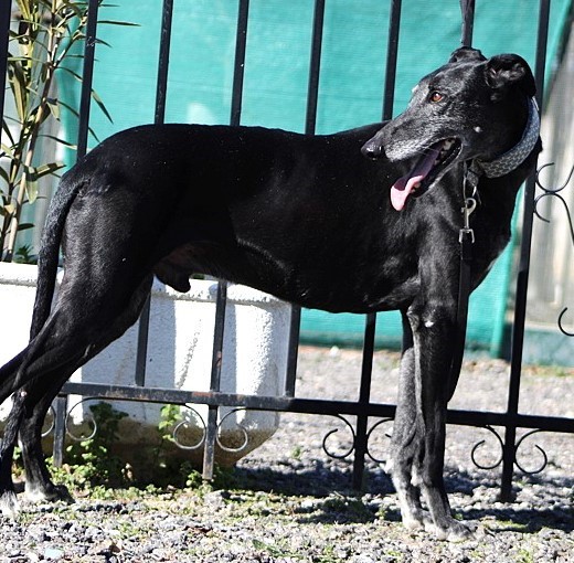 BRAD, un joyeux et grand Galgo à la stature impressionnante
