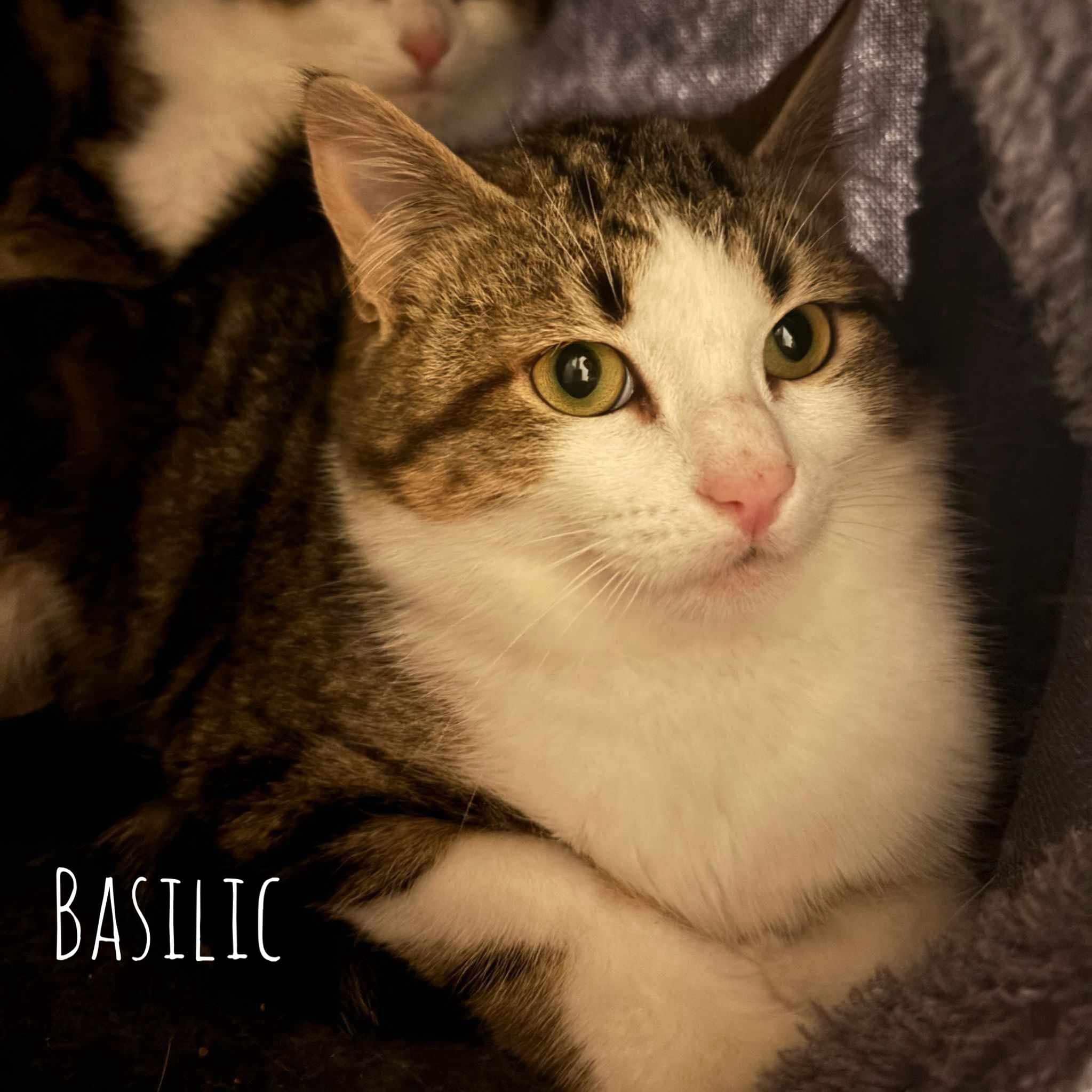 Basilic