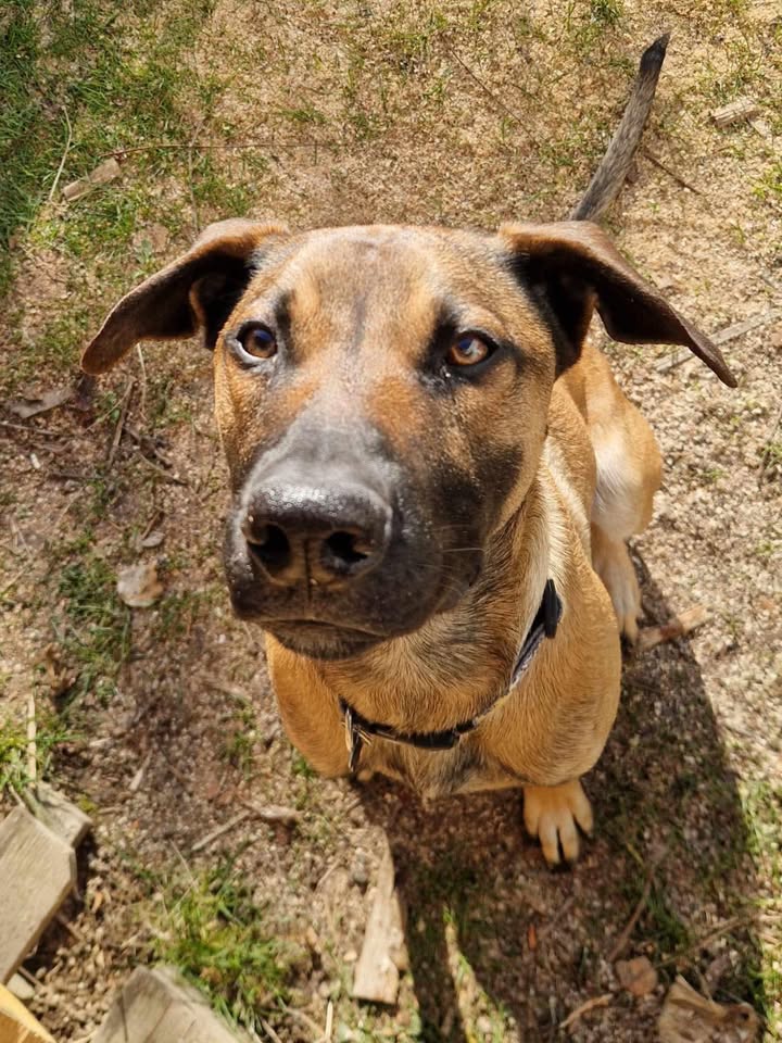 Voltaire, mâle croisé berger né le 03/04/2024 🐕