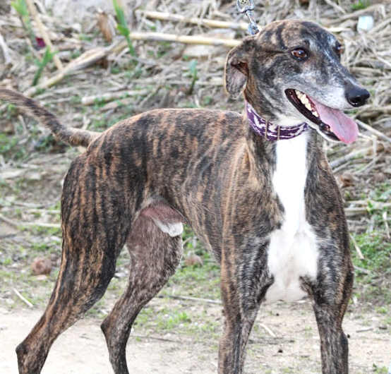 FANDANGO, un Galgo sans peurs et très affectueux