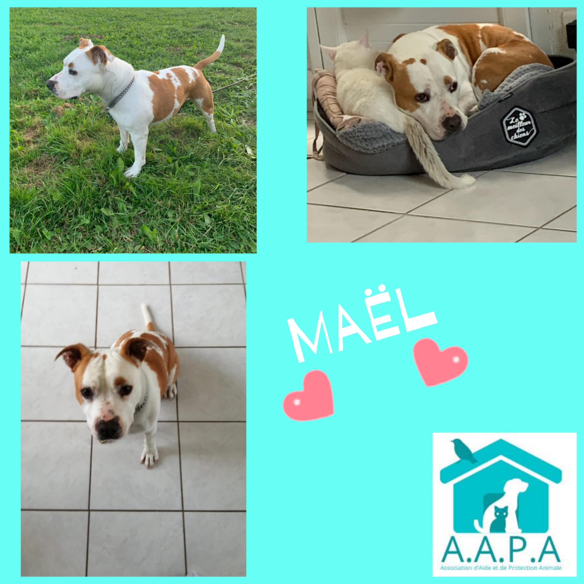 Maël