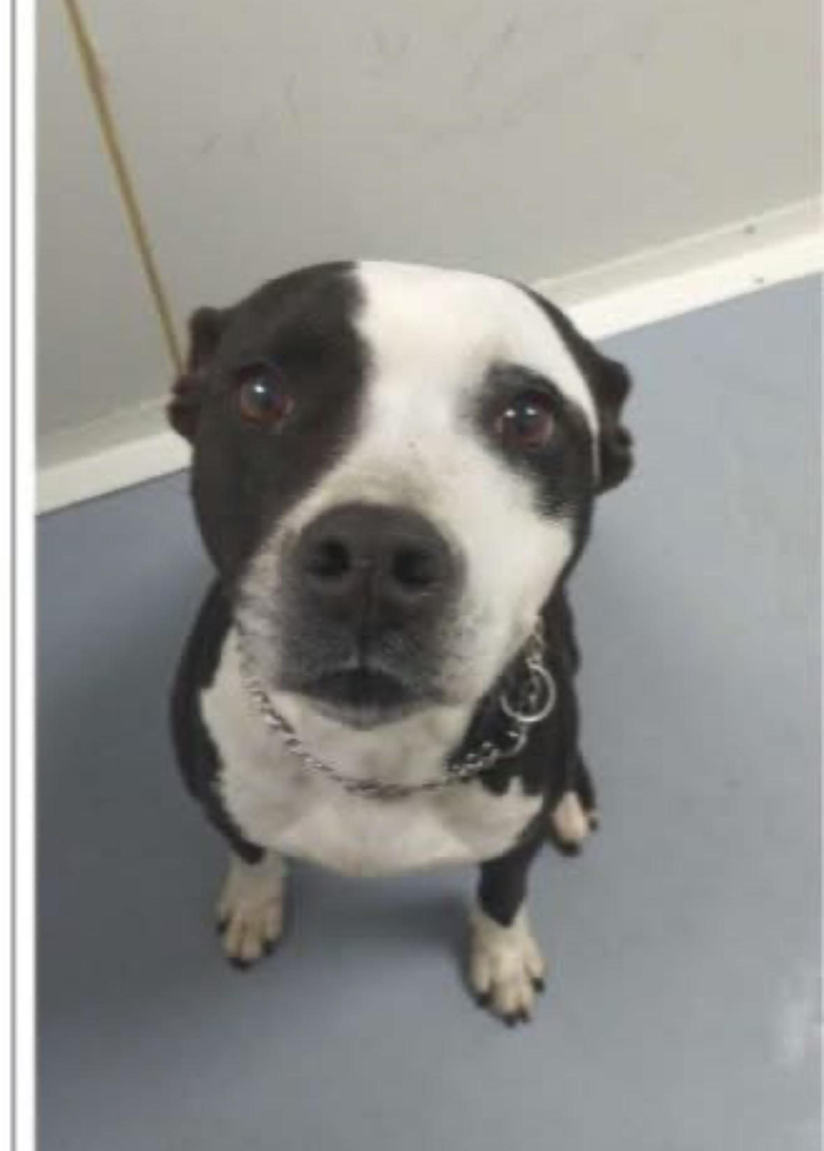 🆘 Chien en fourrière 