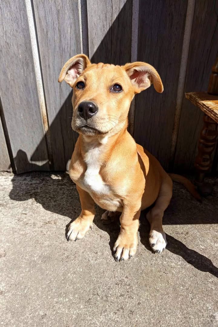 Winston, mâle croisé berger, né le 12/12/2024  🐶