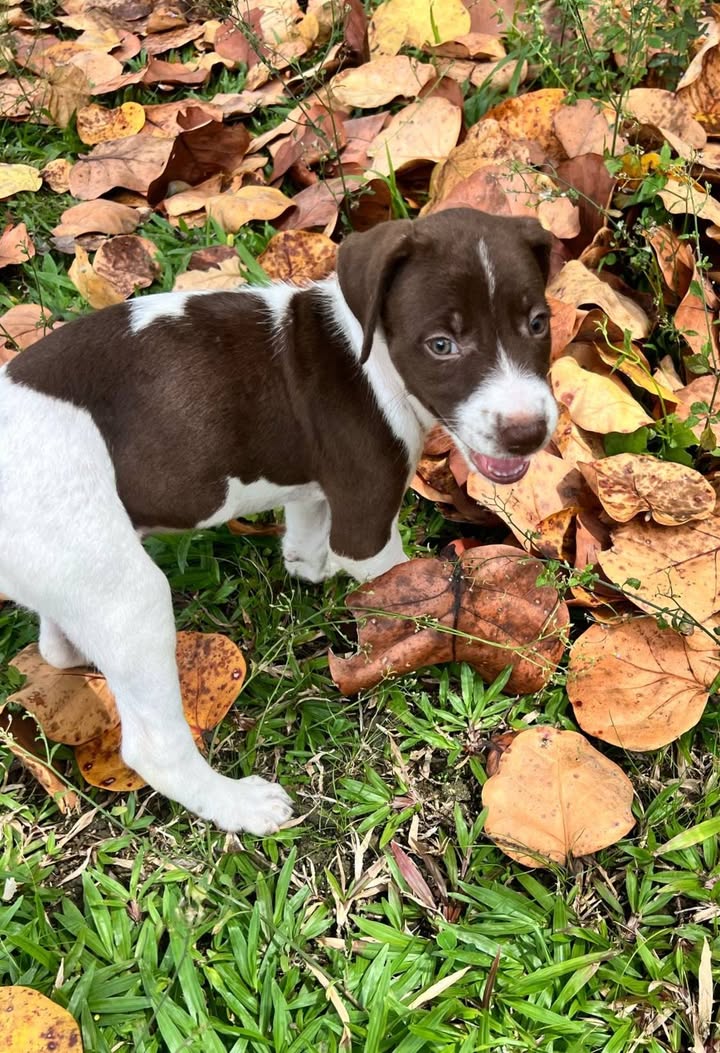 Woopy, mâle X berger, né le 27/02/2025 🐶