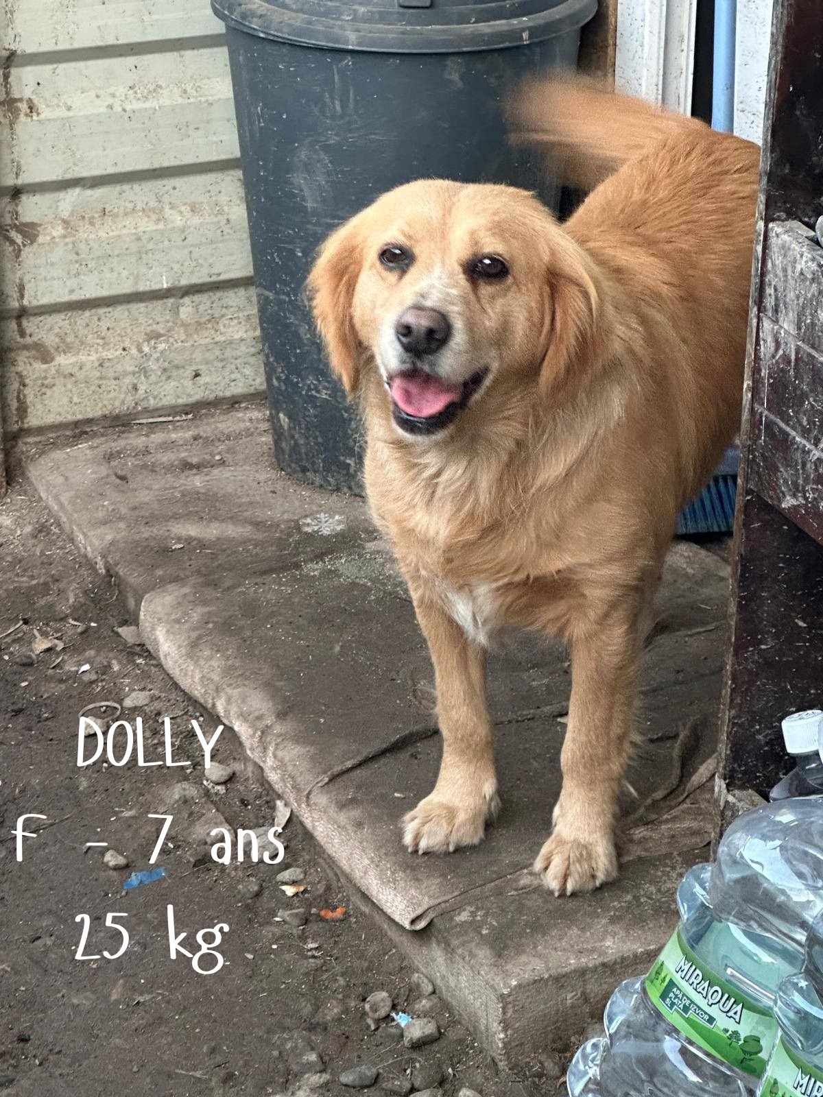 DOLLY 