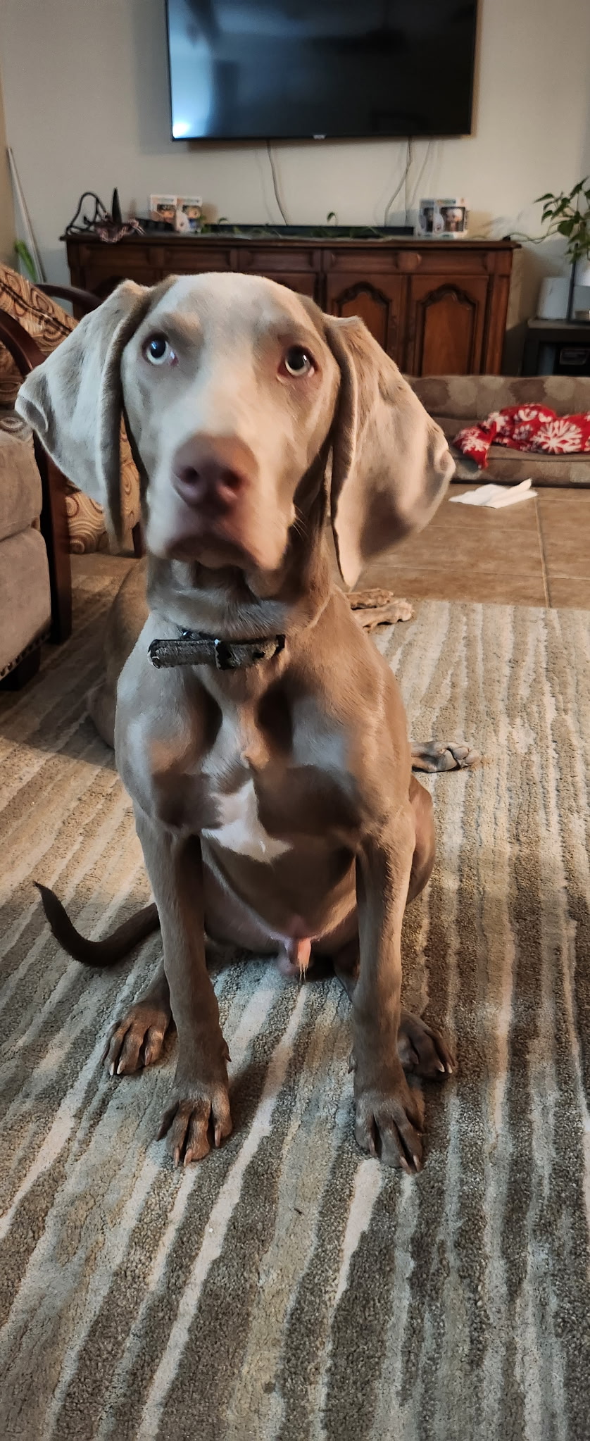 ZIGGY