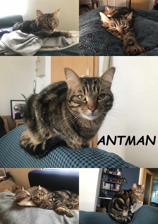 ANTMAN