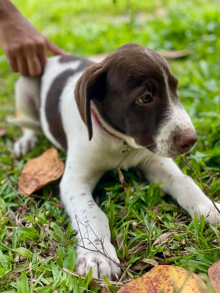 Kened, mâle croisé berger, né le 27/02/2025🐶