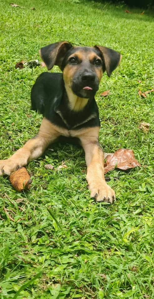 Juno, mâle croisé berger, né le 10/01/2025 🐶