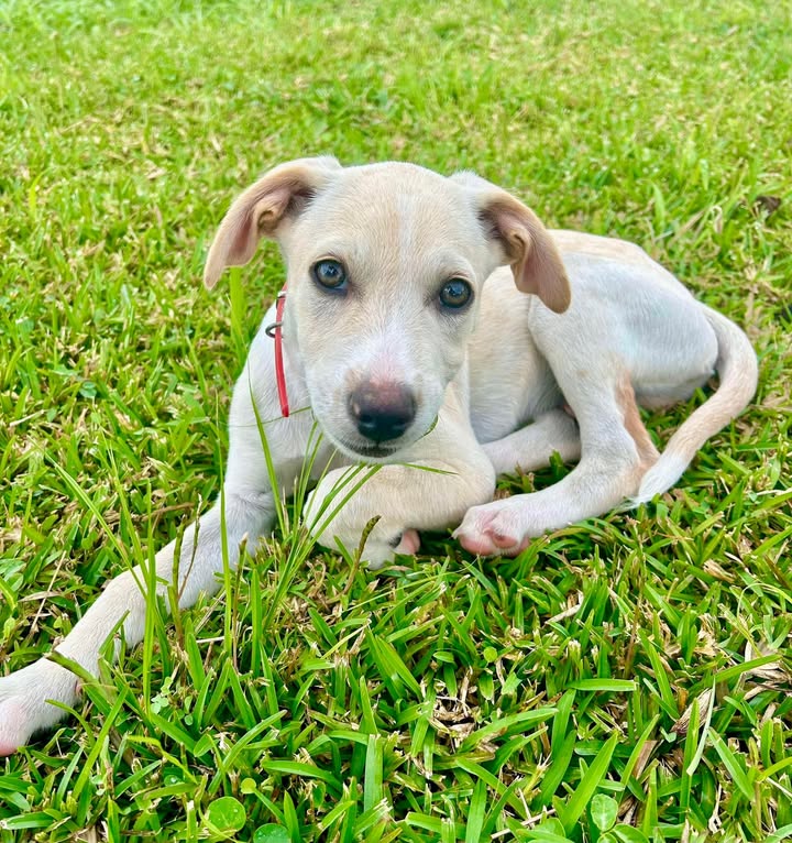 Paco, mâle berger créole, né le 01/01/2025 🐶