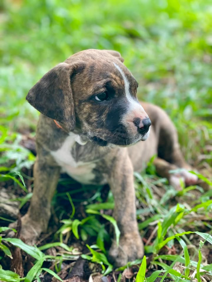 Tania, femelle croisée berger, née le 10/02/2025 🐶