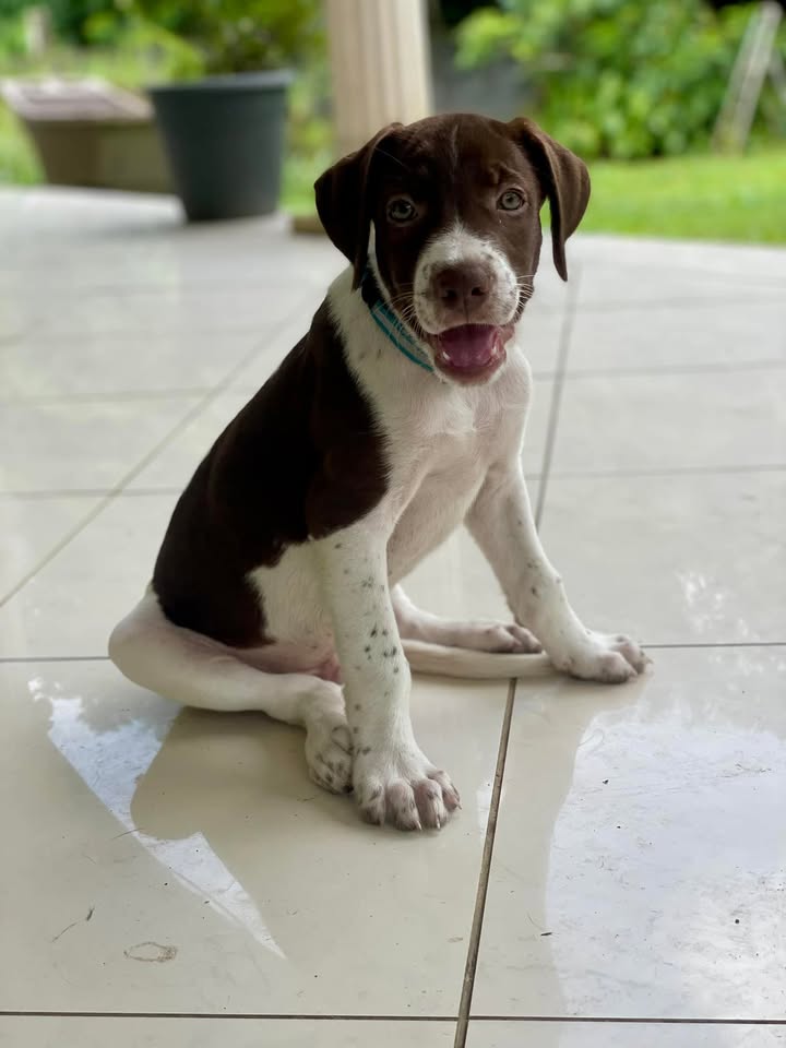 Woopy, mâle X berger, né le 27/02/2025 🐶