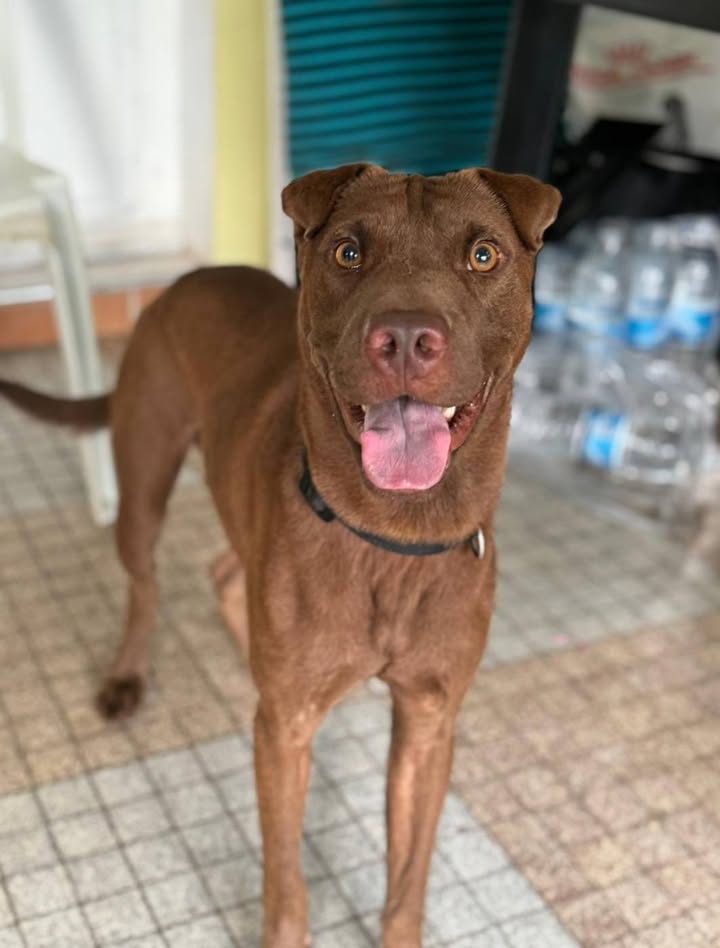 Pollux, mâle croisé shar pei, né le 03/06/2024🐶