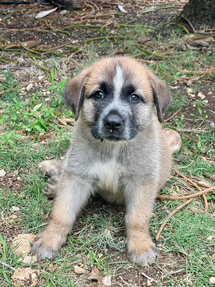 Hélios, mâle croisé berger, né le 10/03/2025 🐶