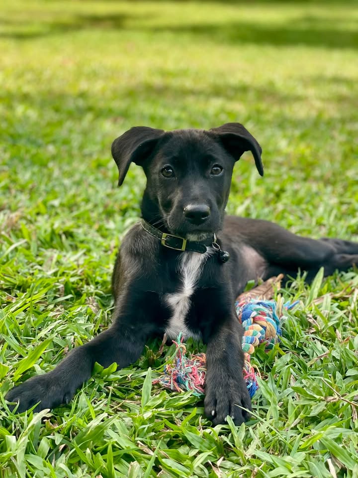 Surya, femelle croisée berger, née le 01/03/2025 🐶