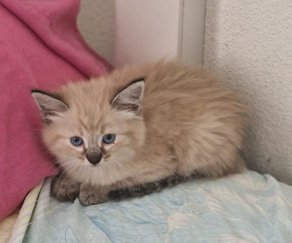 NAYLA