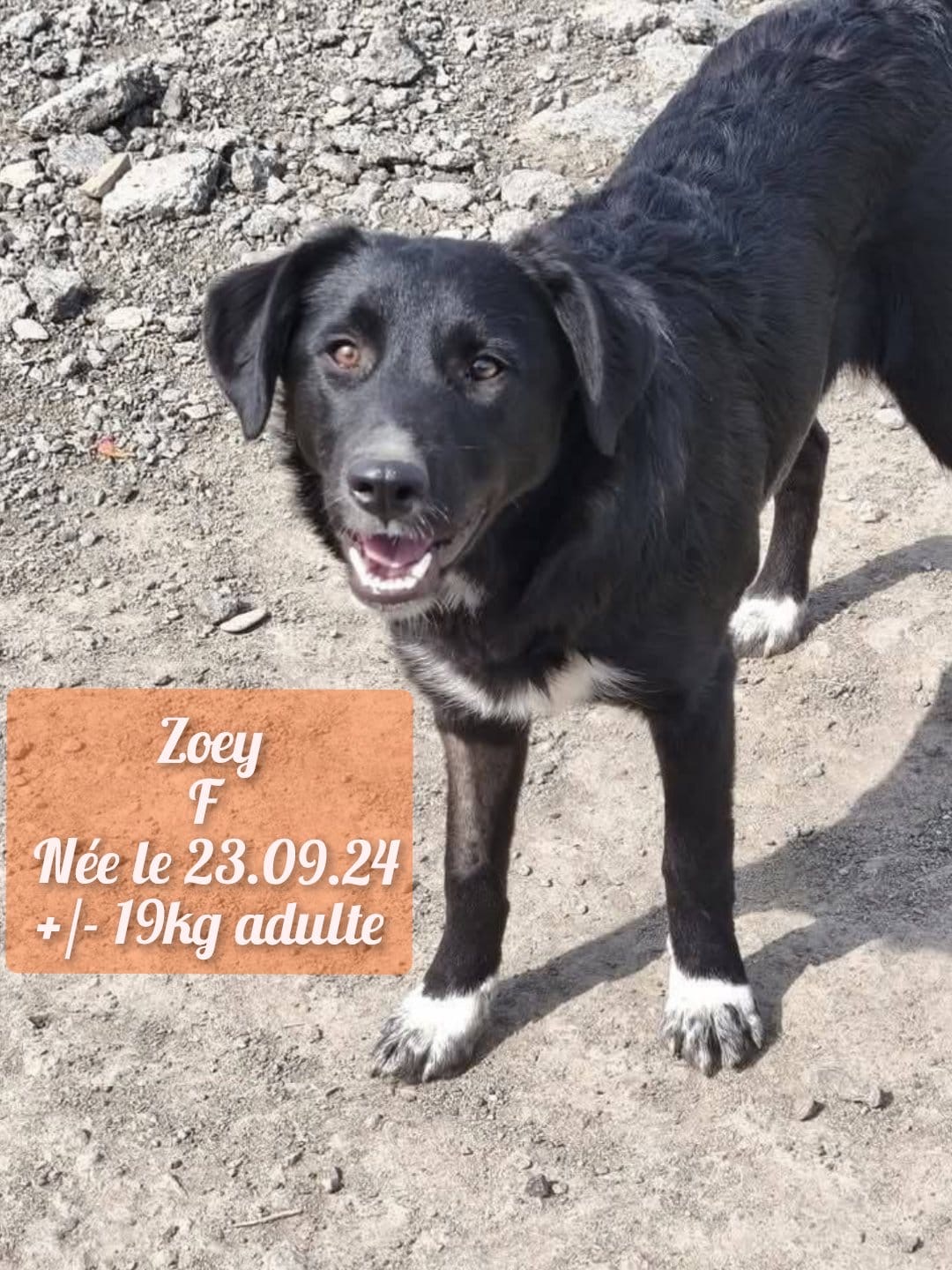 ZOEY
