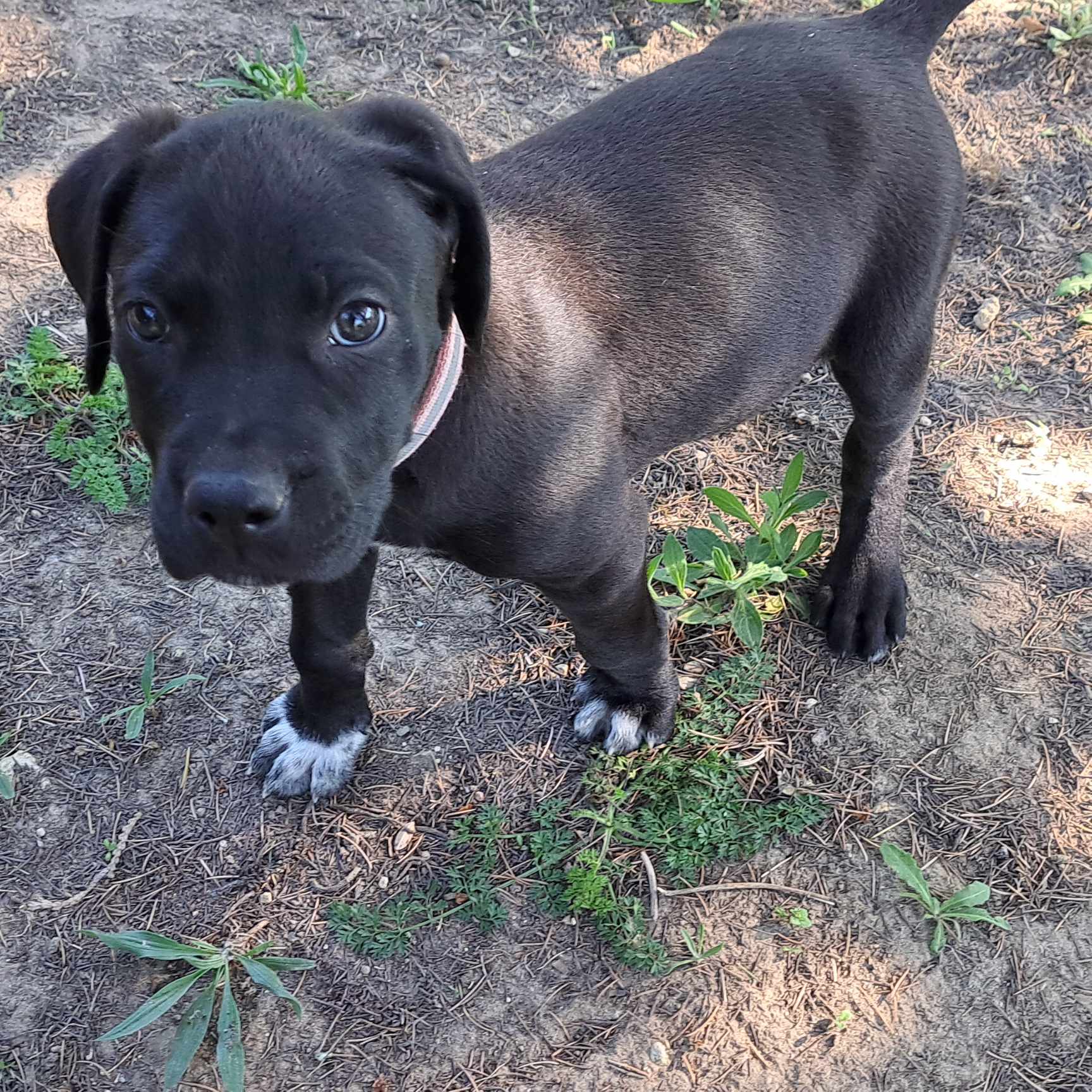Clyde