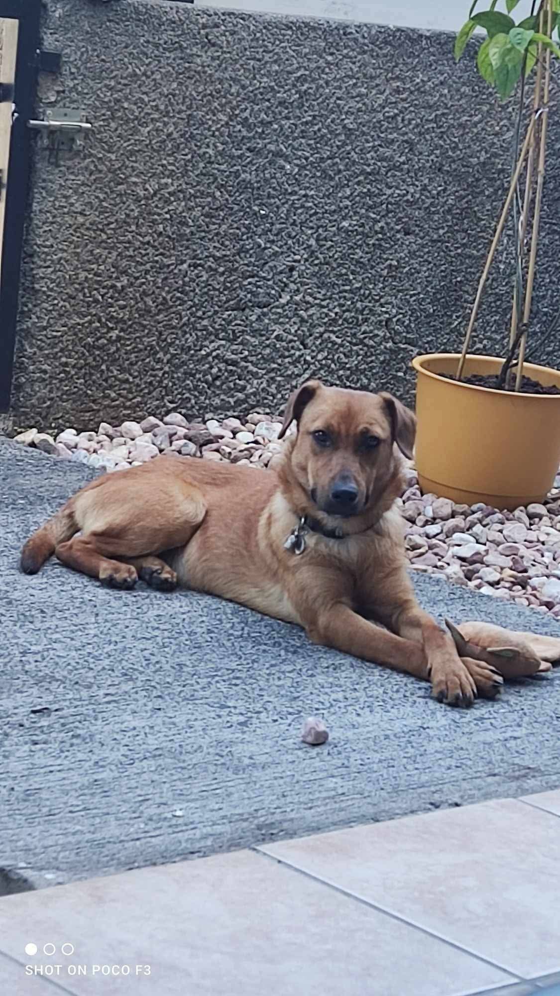 Niko