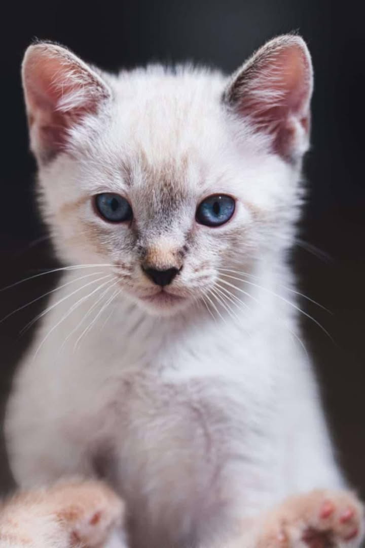 Arkansas, mâle, siamois, né le 06/03/2025 🐱