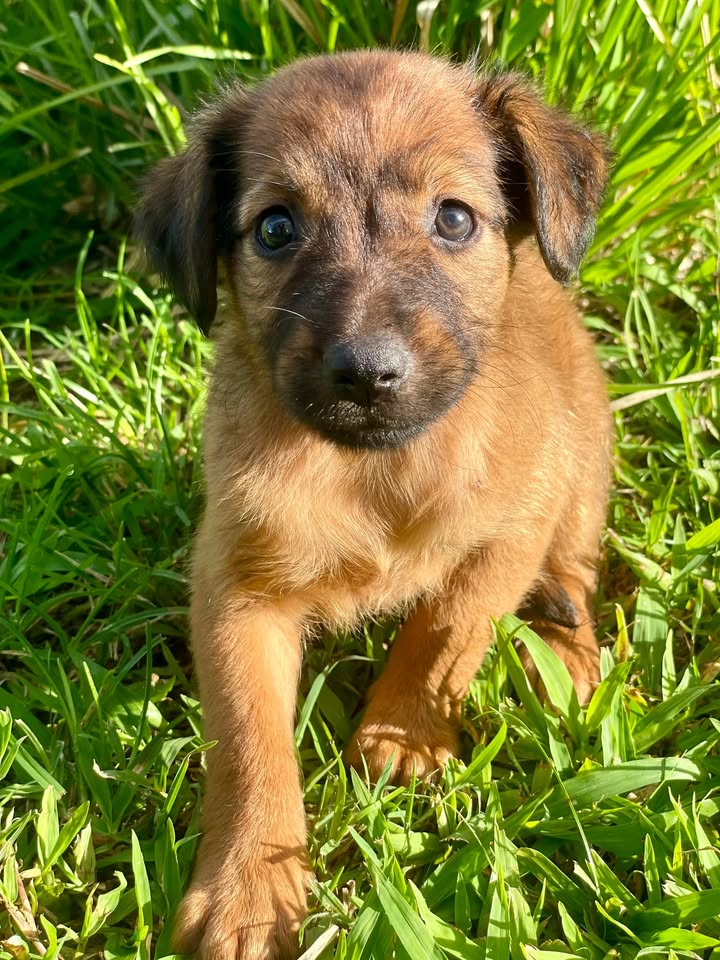 Fidji, femelle croisée berger, née le 15/02/2025🐶
