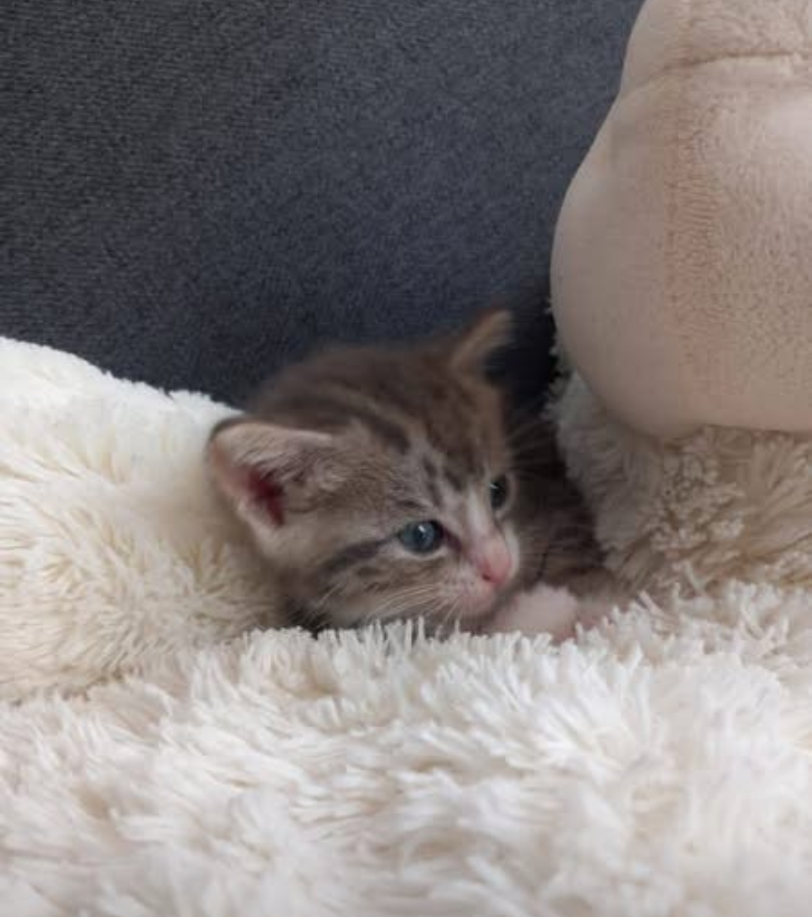 Wisky 