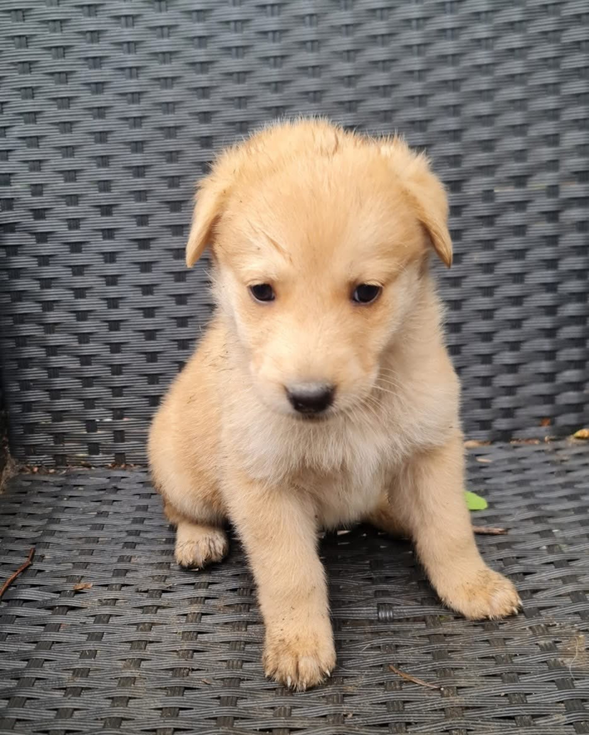 Chiot 6 