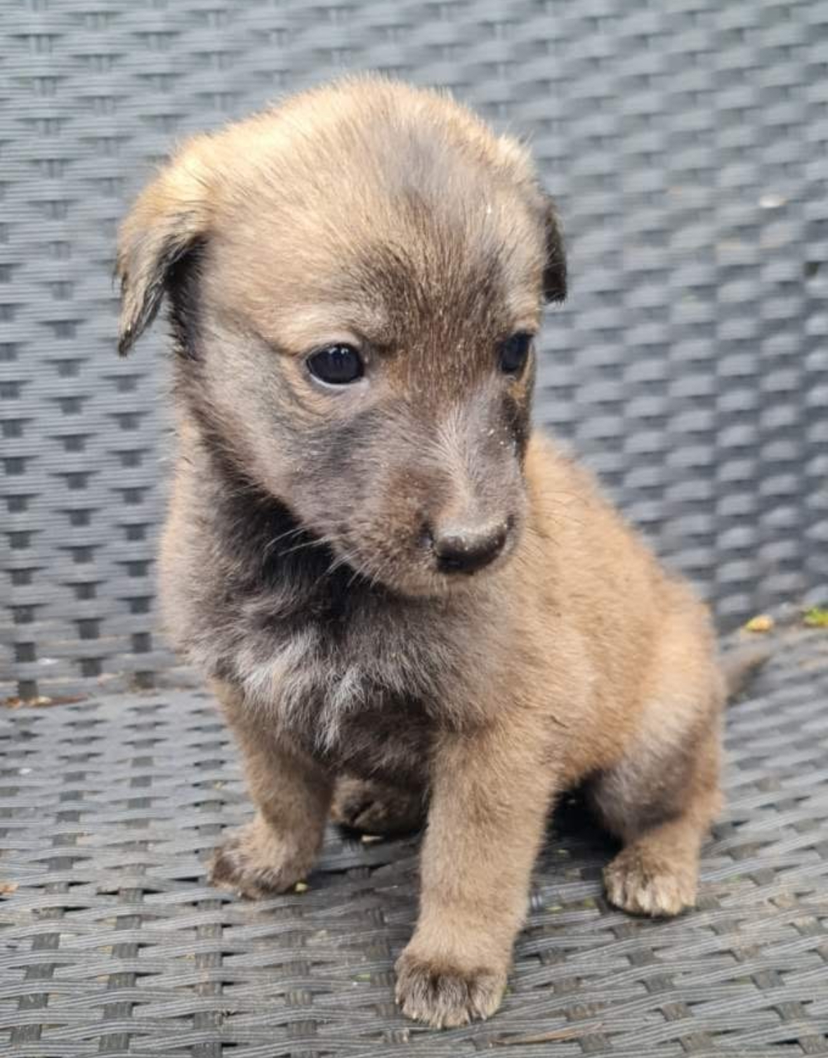Chiot 5